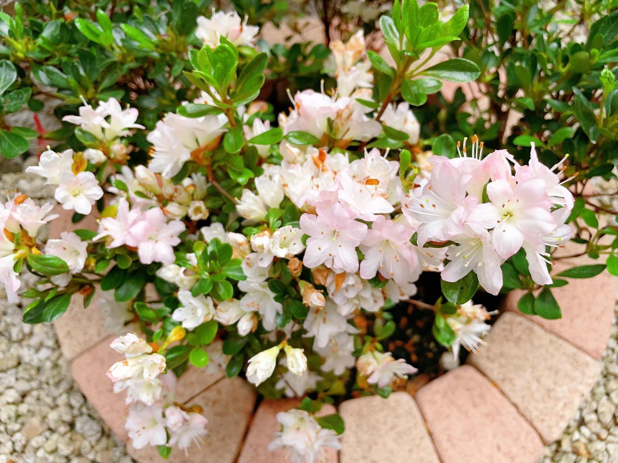 Suikakan Heianjingumae 酔花間 Kyoto Buitenkant foto