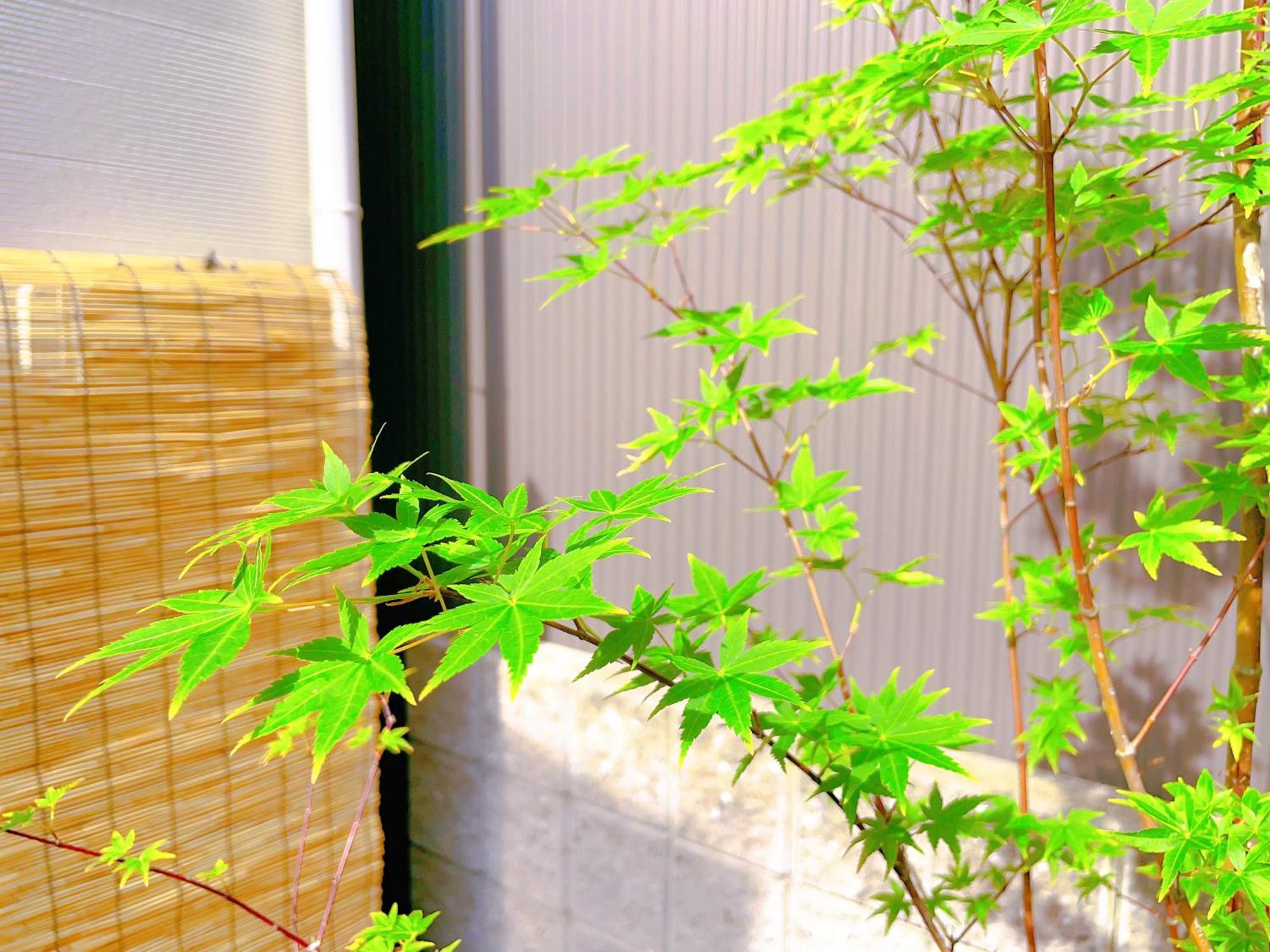 Suikakan Heianjingumae 酔花間 Kyoto Buitenkant foto